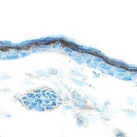 Amphiregulin antibody in Mouse Skin by Immunohistochemistry (IHC-Fr).