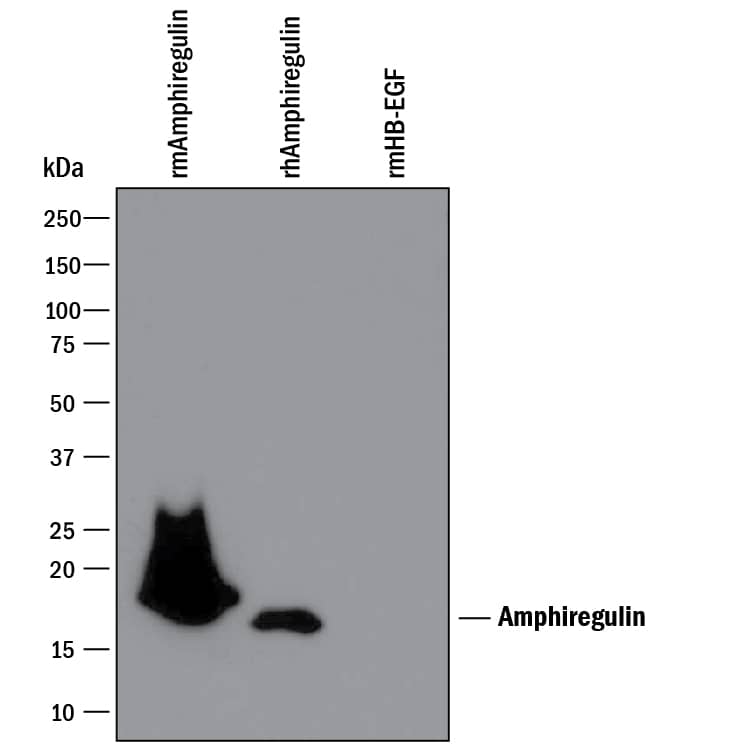 Detection of Recombinant Human and Mouse Amphiregulin antibody by Western Blot.