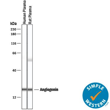 Detection of Human and Rat Angiogenin antibody by Simple WesternTM.