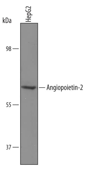 Detection of Human Angiopoietin-2 antibody by Western Blot.