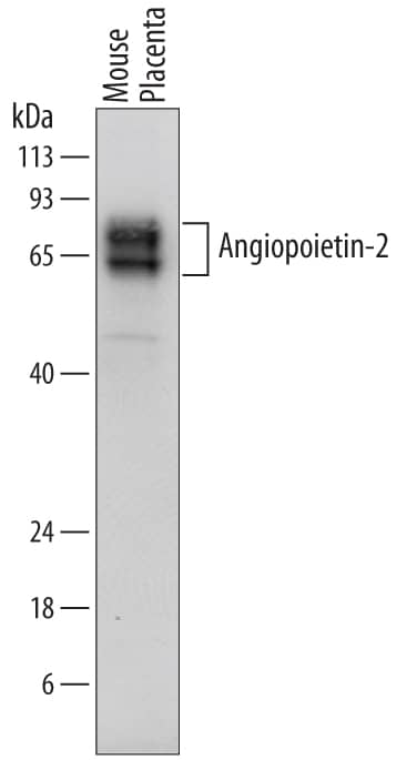 Detection of Mouse Angiopoietin-2 antibody by Western Blot.