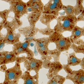 Angiopoietin-like 3 antibody in Mouse Liver by Immunohistochemistry (IHC-Fr).