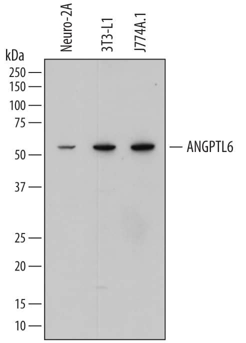 Detection of Mouse Angiopoietin-like Protein 6/ANGPTL6 antibody by Western Blot.