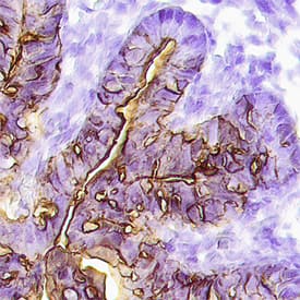 Angiopoietin-1 antibody in Mouse Embryo by Immunohistochemistry (IHC-Fr).