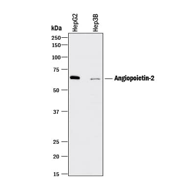 Detection of Human Angiopoietin-2 antibody by Western Blot.