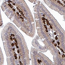 Angiopoietin-2 antibody in Mouse Colon Tissue by Immunohistochemistry (IHC-Fr).