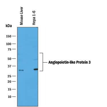 Detection of Mouse Angiopoietin-like Protein 3/ANGPTL3 antibody by Western Blot.