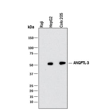 Detection of Human Angiopoietin-like Protein 3/ANGPTL3 antibody by Western Blot.