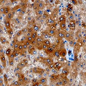 Angiopoietin-like Protein 8/Betatrophin antibody in Human Liver by Immunohistochemistry (IHC-P).