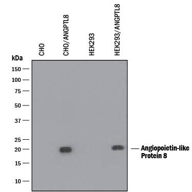 Detection of Human Angiopoietin-like Protein 8/Betatrophin antibody by Western Blot.