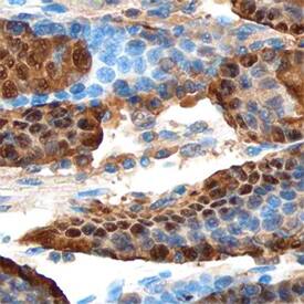 Annexin A10 antibody in Human Stomach by Immunohistochemistry (IHC-P).