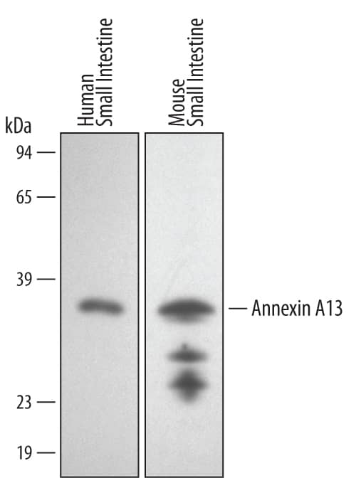 Detection of Human/Mouse Annexin A13 antibody by Western Blot.