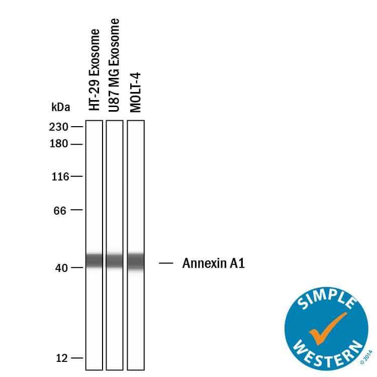 Detection of Human and Mouse Annexin A1 antibody by Simple WesternTM.