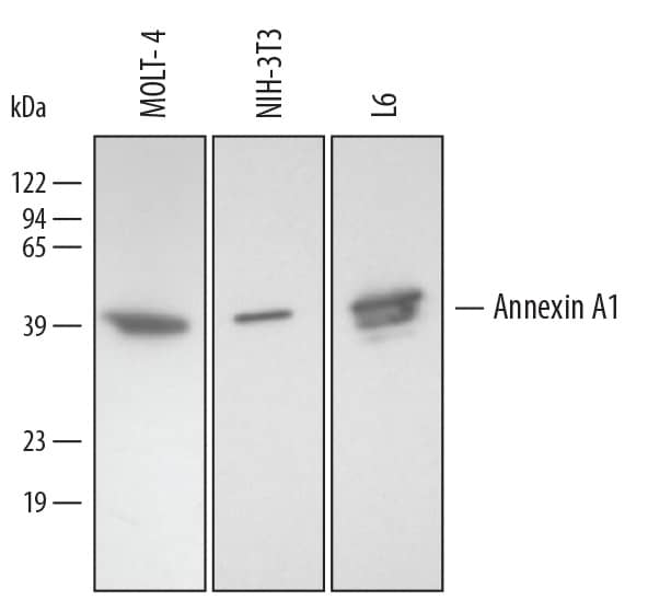 Detection of Human/Mouse/Rat Annexin A1 antibody by Western Blot.