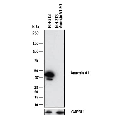 Western Blot Shows Mouse Annexin A1 Antibody Specificity by Using Knockout Cell Line.