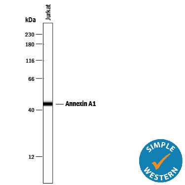 Detection of Human Annexin A1 antibody by Simple WesternTM.
