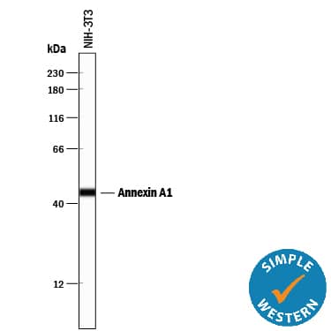 Detection of Mouse Annexin A1 antibody by Simple WesternTM.