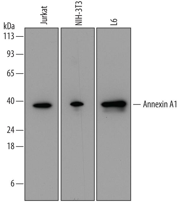 Detection of Human, Mouse, and Rat Annexin A1 antibody by Western Blot.