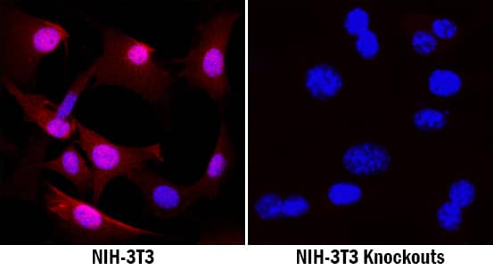 Annexin A1 antibody in NIH-3T3 Mouse Cell Line by Immunocytochemistry (ICC).