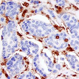 Annexin A1 antibody in Human Breast by Immunohistochemistry (IHC-P).