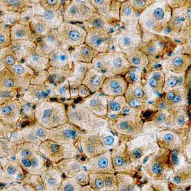 Annexin A2 antibody in Human Liver by Immunohistochemistry (IHC-P).