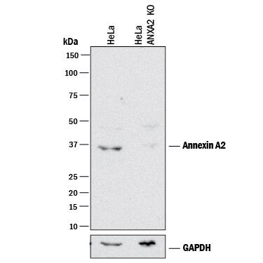 Western Blot Shows Human Annexin A2 Antibody Specificity by Using Knockout Cell Line.