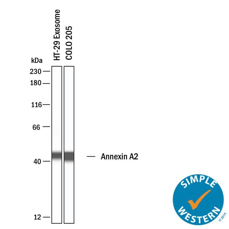 Detection of Human and Mouse Annexin A2 antibody by Simple WesternTM.