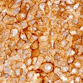 Annexin A2 antibody in Human Liver by Immunohistochemistry (IHC-P).