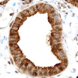 Annexin A4 antibody in Human Kidney by Immunohistochemistry (IHC-P).