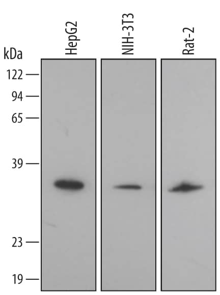 Detection of Human/Mouse/Rat Annexin A4 antibody by Western Blot.