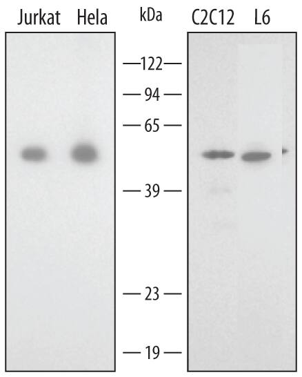 Detection of Human/Mouse/Rat Annexin A7 antibody by Western Blot.