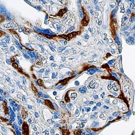 Annexin A8 antibody in Human Placenta by Immunohistochemistry (IHC-P).