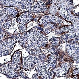 Annexin V antibody in Human Placenta by Immunohistochemistry (IHC-P).