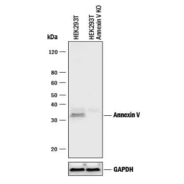 Western Blot Shows Human Annexin V Antibody Specificity by Using Knockout Cell Line.