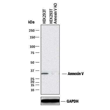 Western Blot Shows Human Annexin V Antibody Specificity by Using Knockout Cell Line.