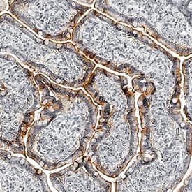 Apolipoprotein A-IV/ApoA4 antibody in Human Small Intestine by Immunohistochemistry (IHC-P).