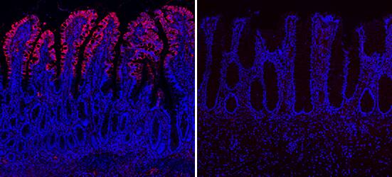 Apolipoprotein A-IV/ApoA4 antibody in Human Ileum and Descending Colon by Immunohistochemistry (IHC-P).