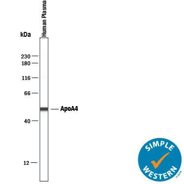Detection of Human Apolipoprotein A-IV/ApoA4 antibody by Simple WesternTM.