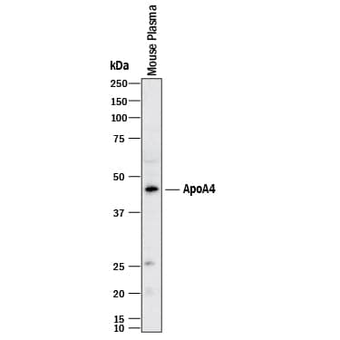 Detection of Mouse Apolipoprotein A-IV/ApoA4 antibody by Western Blot.