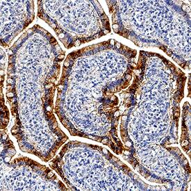 Apolipoprotein A-IV/ApoA4 antibody in Human Intestine by Immunohistochemistry (IHC-P).