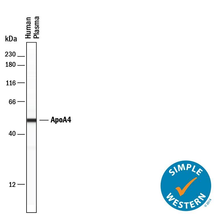 Detection of Human Apolipoprotein A-IV/ApoA4 antibody by Simple WesternTM.