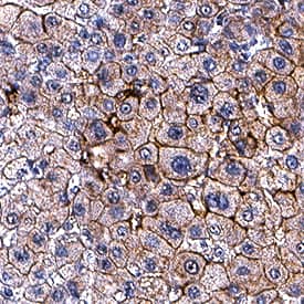 Apolipoprotein B/ApoB antibody in Human Liver by Immunohistochemistry (IHC-P).