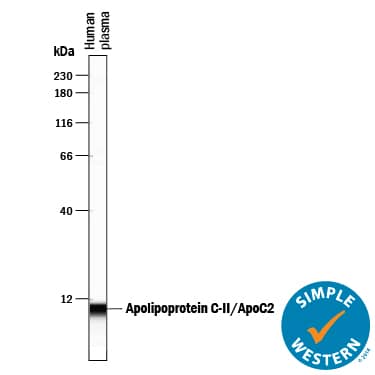 Detection of Human Apolipoprotein C-II/ApoC2 antibody by Simple WesternTM.