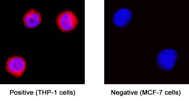 Apolipoprotein C-II/ApoC2 antibody in THP-1 Human Cell Line by Immunocytochemistry (ICC).