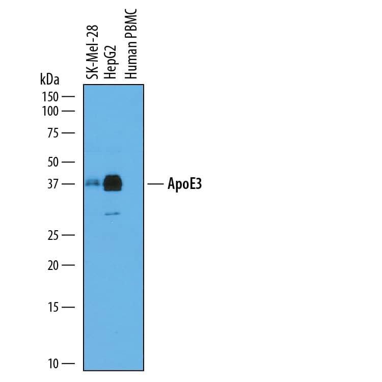Detection of Human Apolipoprotein E/ ApoE antibody by Western Blot.