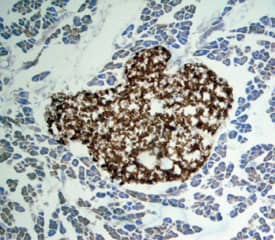 Apolipoprotein H/ApoH antibody in Mouse Pancreas by Immunohistochemistry (IHC-Fr).
