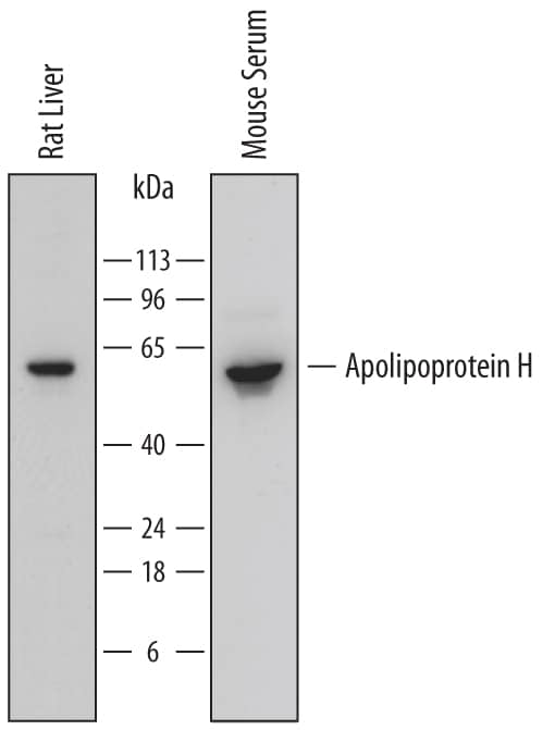 Detection of Rat and Mouse Apolipoprotein H/ApoH antibody by Western Blot.