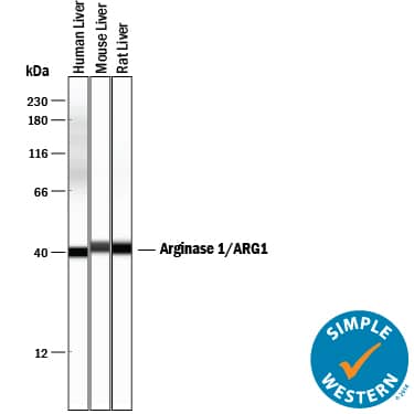 Detection of Human, Mouse, and Rat Arginase 1/ARG1 antibody by Simple WesternTM.