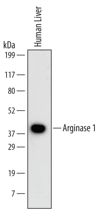 Detection of Human Arginase 1/ARG1 antibody by Western Blot.