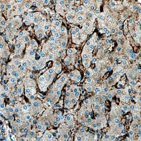 Arylsulfatase B/ARSB antibody in Human Liver by Immunohistochemistry (IHC-P).